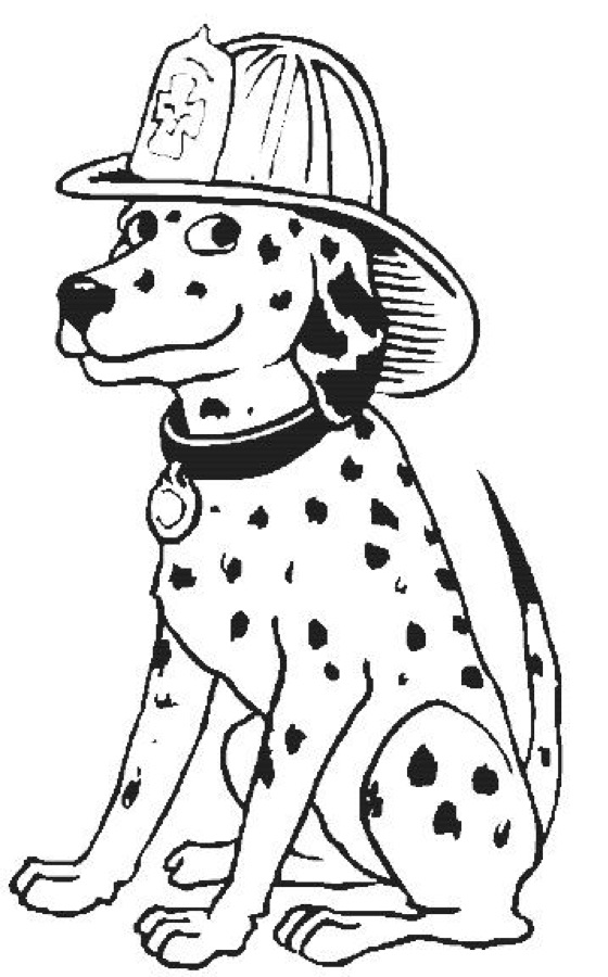 dalmation